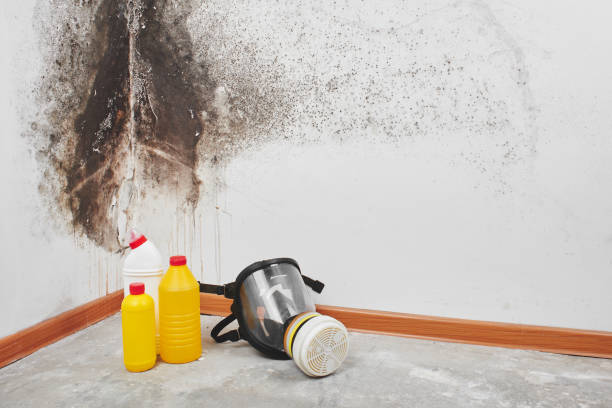 Attic Mold Removal in South River, NM