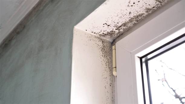 Crawl Space Mold Removal in South River, NM