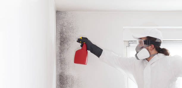 Best Crawl Space Mold Removal  in South River, NM