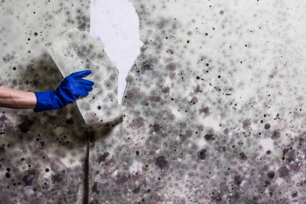 Best Local Mold Removal Service  in South River, NM
